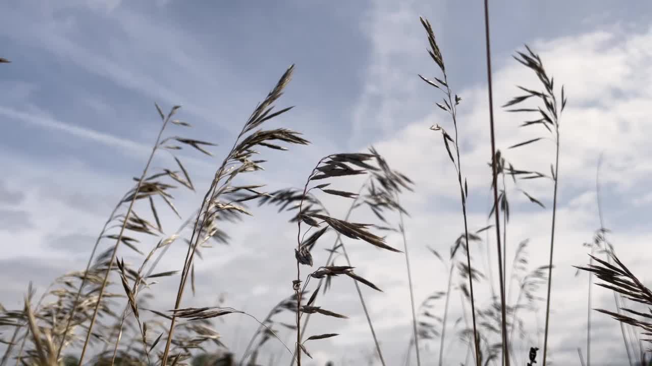 天空背景上的野草的低角度视图视频素材