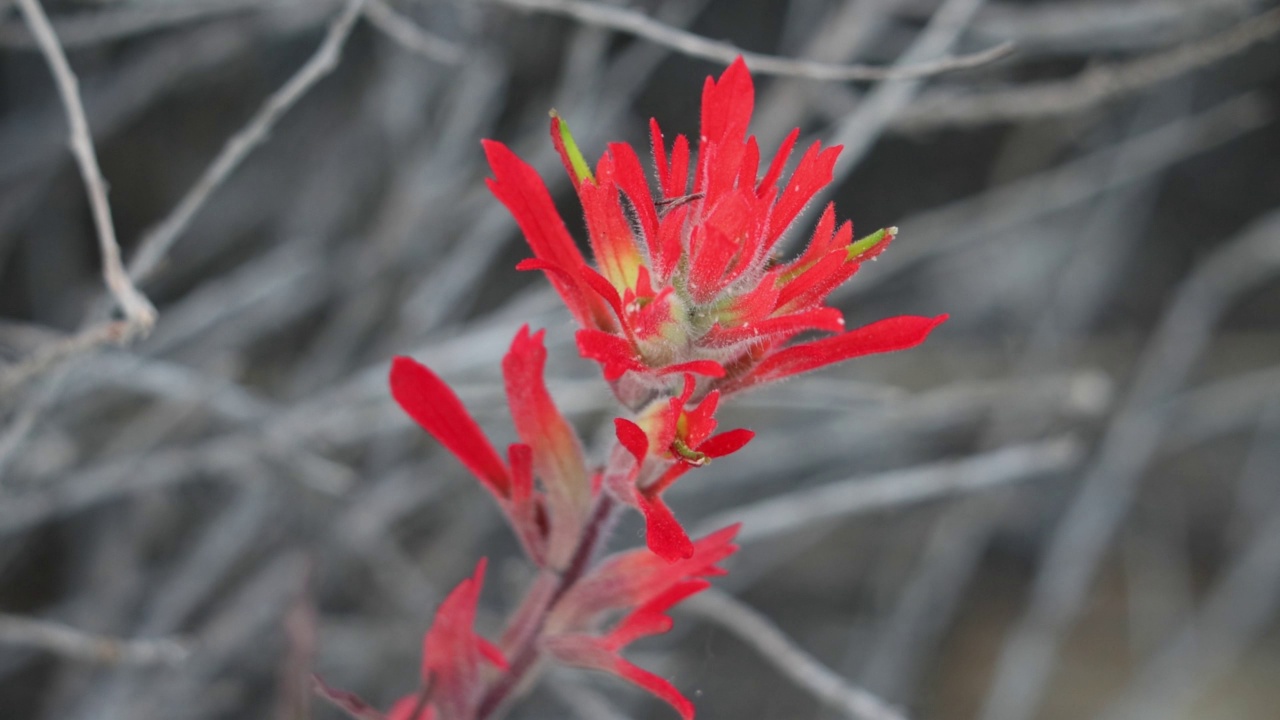 Castilleja Affinis Bloom，文图拉海岸071222视频素材