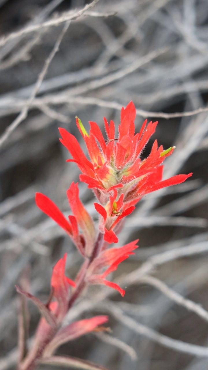 Castilleja Affinis Bloom，文图拉海岸071222视频素材