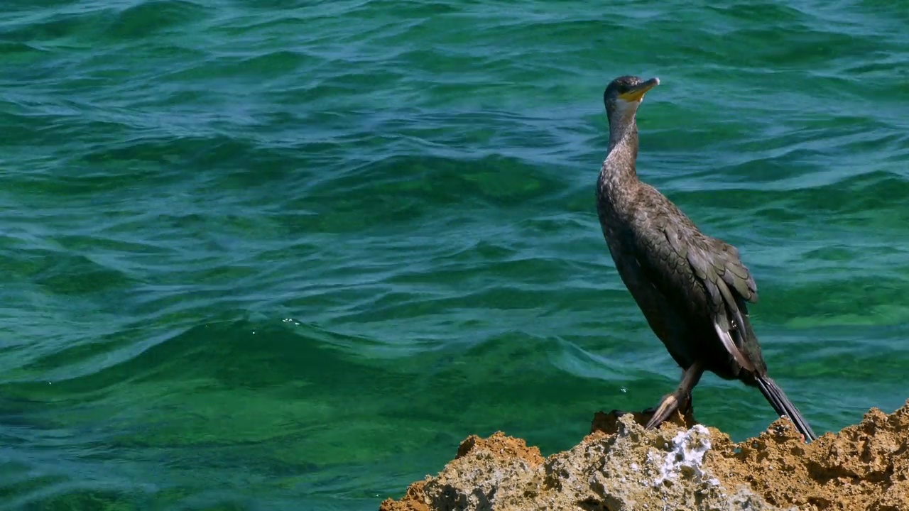 一只大鸬鹚(Phalacrocorax carbo)在岩石上的特写。视频素材