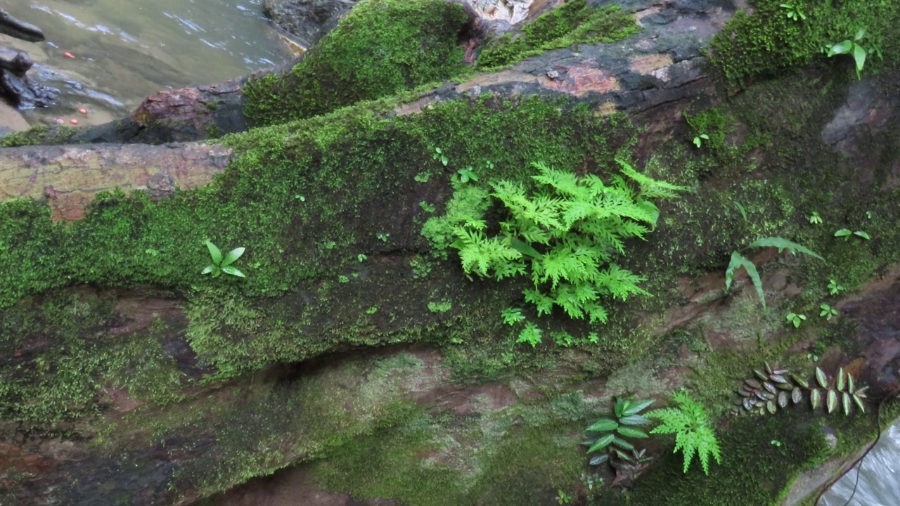 长满青苔的树木和流水视频素材