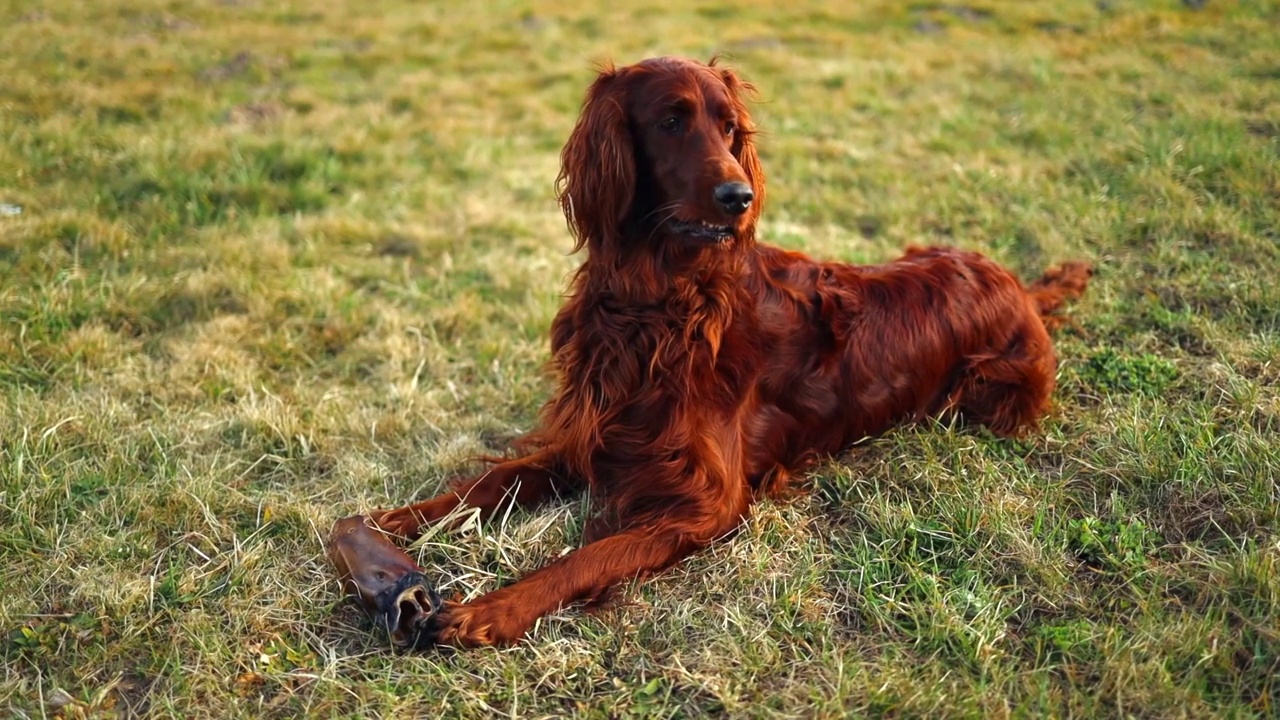 爱尔兰红色塞特犬与骨头放松在绿色草地背景户外视频素材