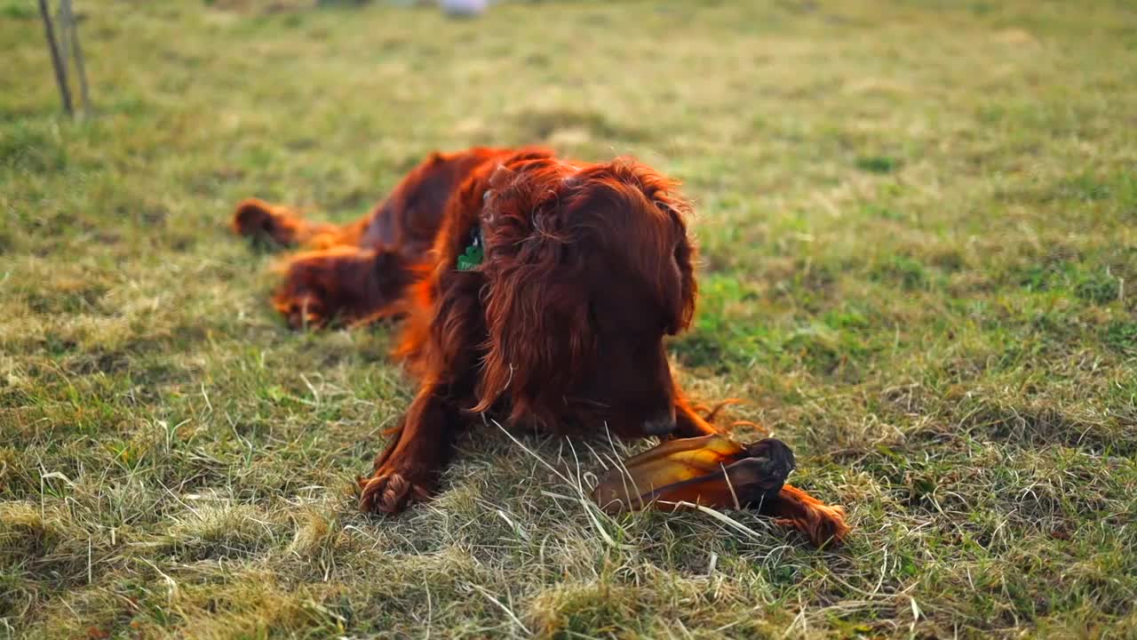 爱尔兰红塞特犬配狗粮视频素材