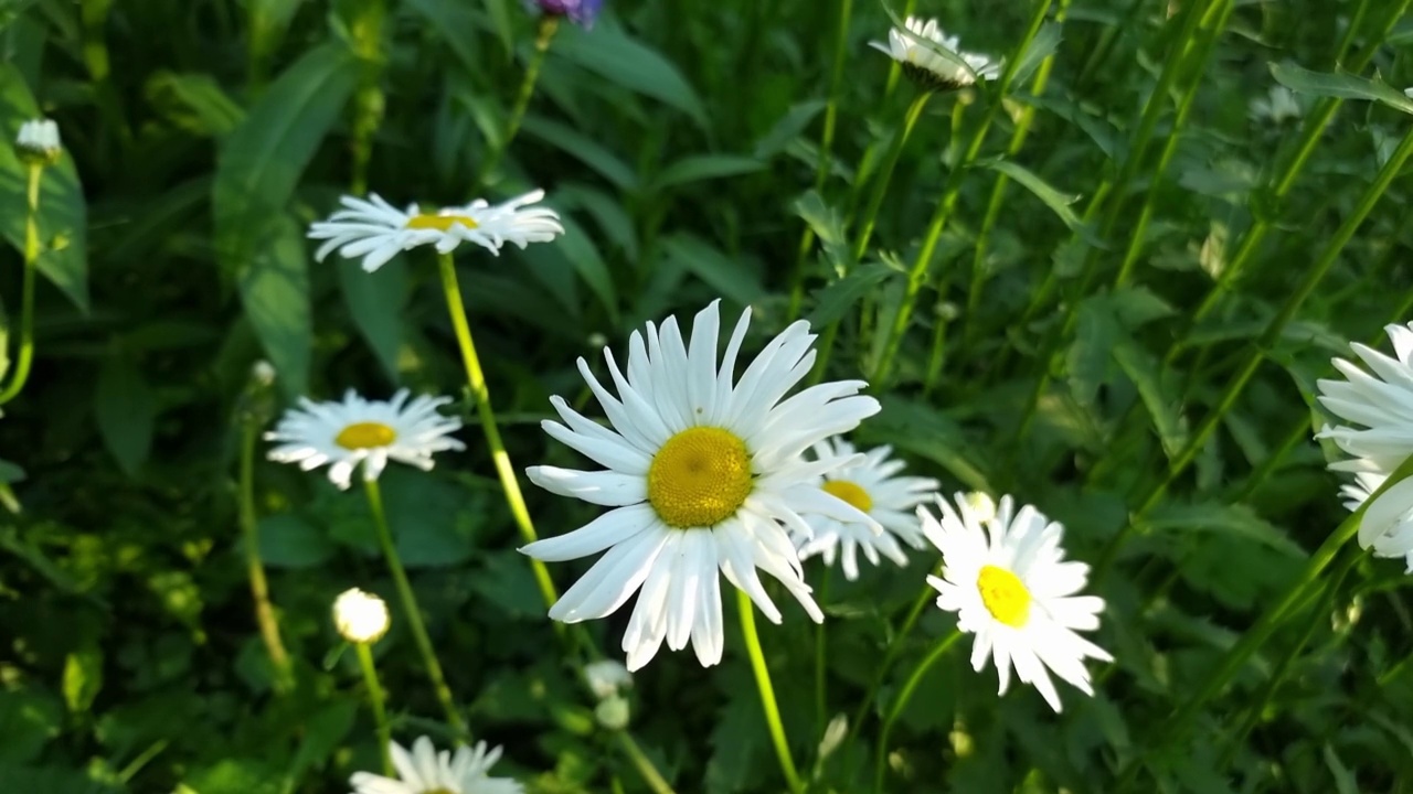 花园里的白色雏菊视频素材