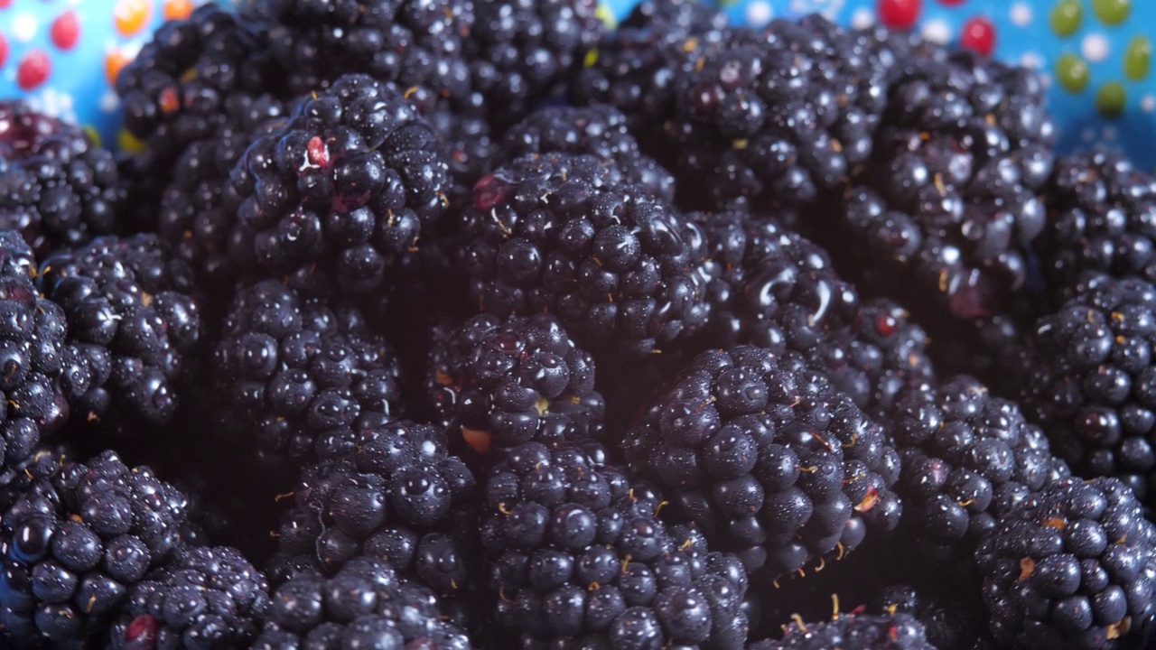 香甜成熟多汁的黑莓视频素材