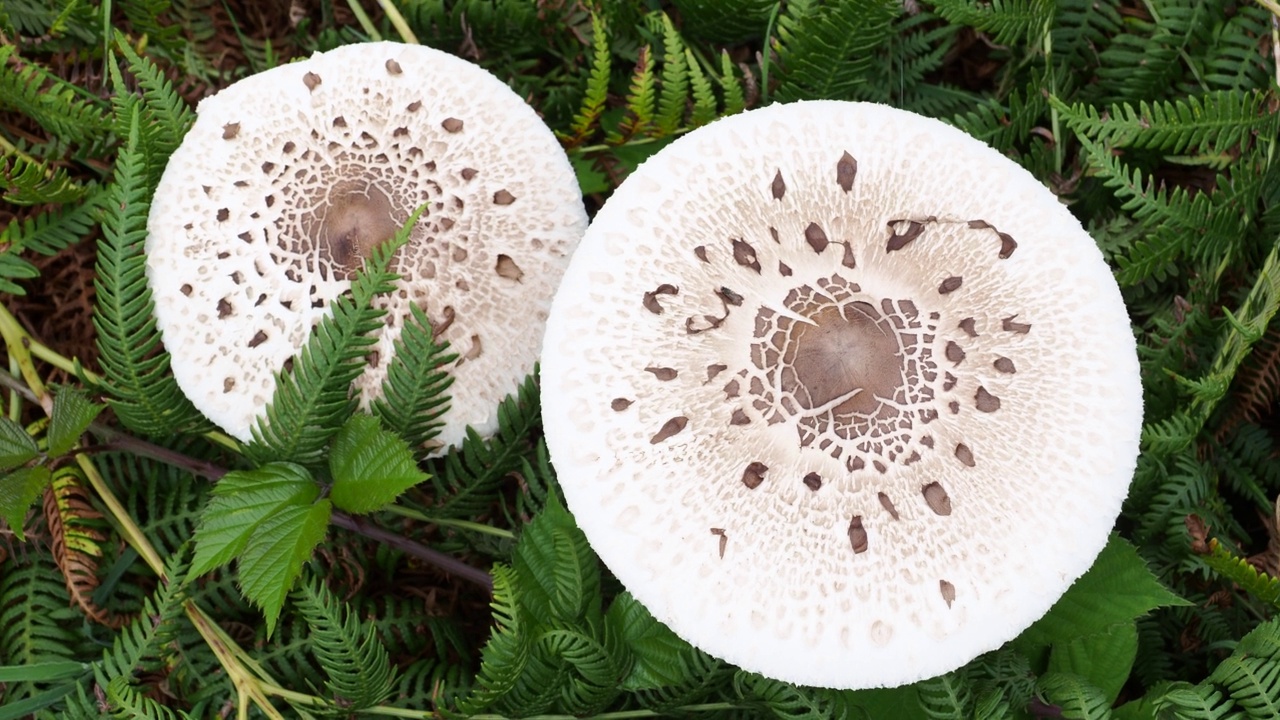 伞菇，Lepiota procera上的圣凯瑟琳在怀特岛，英国。视频素材