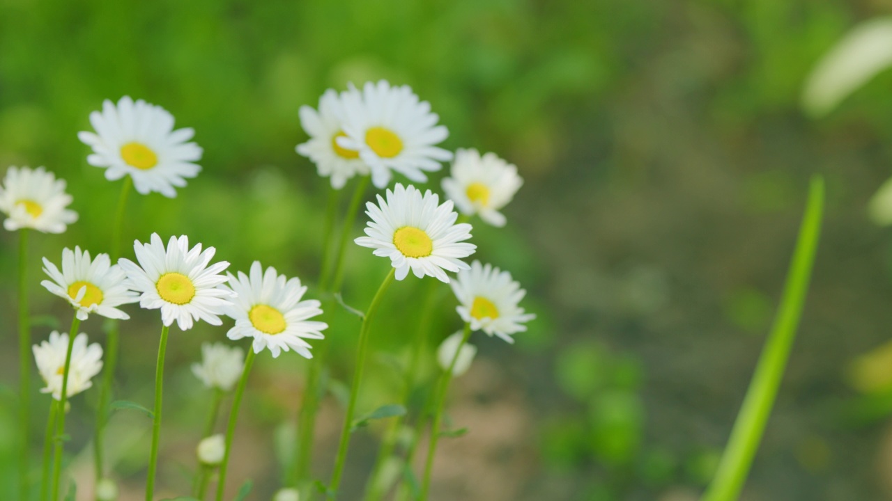 生长的雏菊在绿色吹背景。花在风中摇曳。Camomille背景。缓慢的运动。视频素材