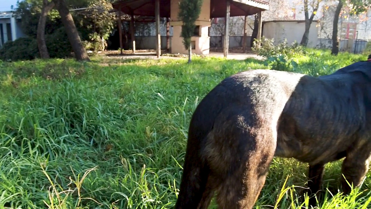 日出时草地上的甘蔗犬视频素材