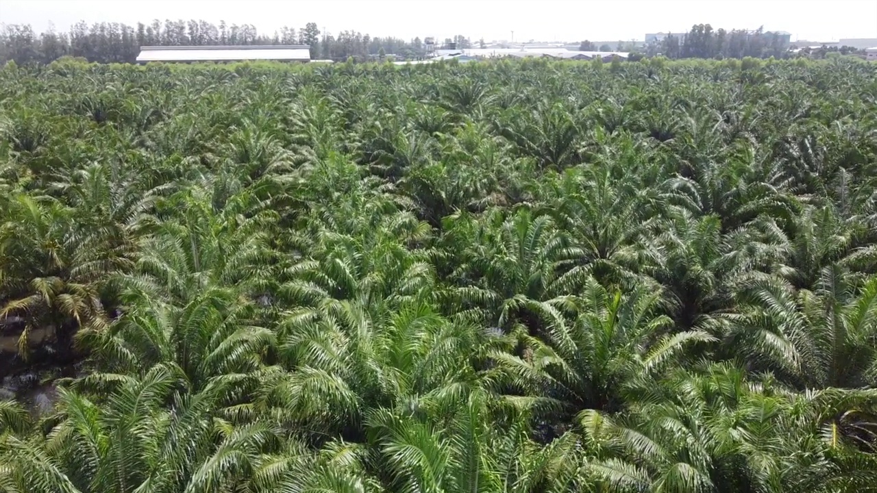 被洪水淹没的棕榈种植园的鸟瞰图视频素材