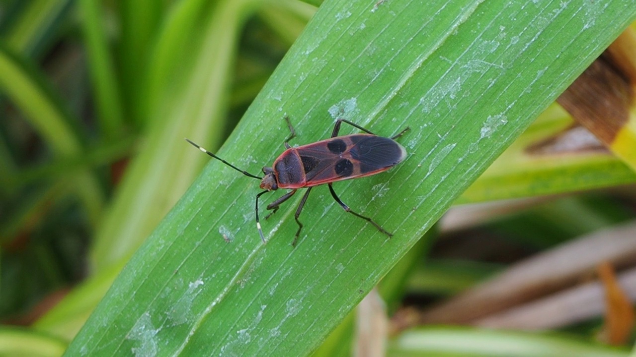 Manfaced bug,半翅类视频素材