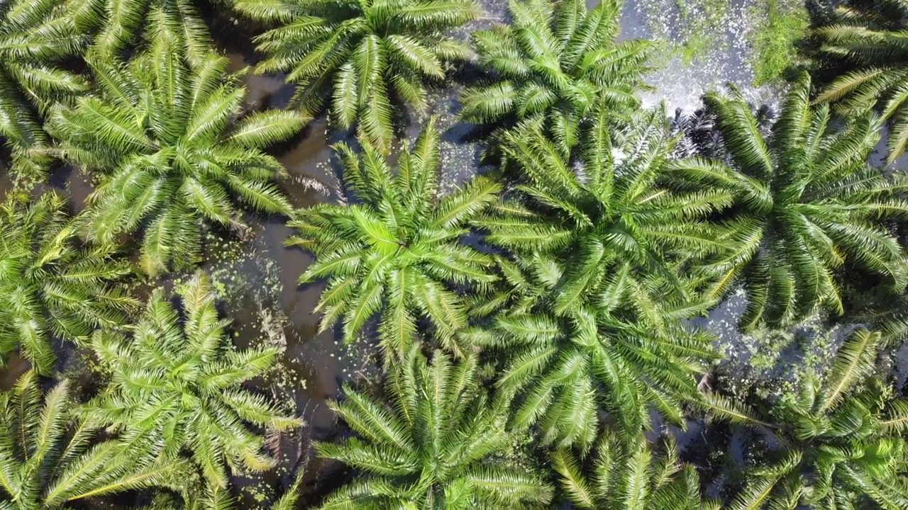 被洪水淹没的棕榈种植园的鸟瞰图视频素材