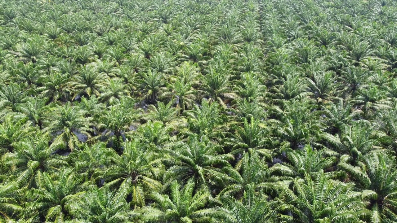 被洪水淹没的棕榈种植园的鸟瞰图视频素材