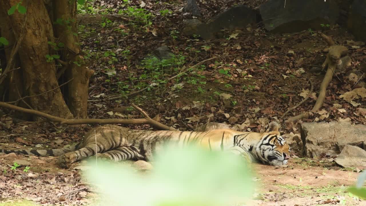 全镜头的野生雄性孟加拉虎或panthera底格里斯底格里斯休息在ranthambore国家公园森林拉贾斯坦邦印度亚洲视频素材