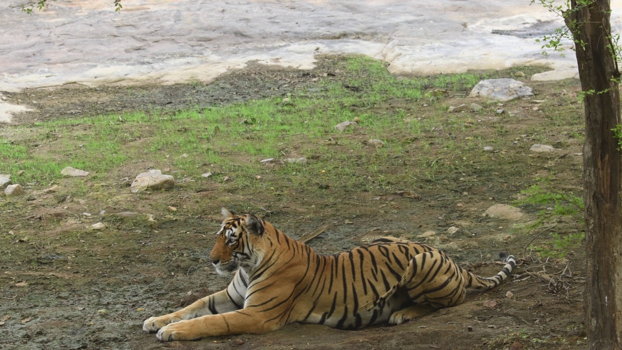 全镜头的野生雌性孟加拉虎或panthera底格里斯底格里斯休息在ranthambore国家公园森林拉贾斯坦邦印度亚洲视频素材