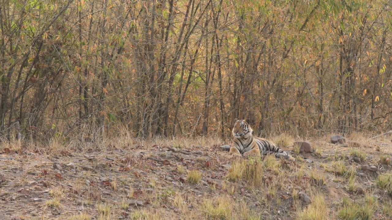 野生雄性孟加拉虎或panthera底格里斯底格里斯虎栖息地与眼神接触的自然绿色背景在班达哈夫国家公园森林中央邦，印度亚洲视频素材