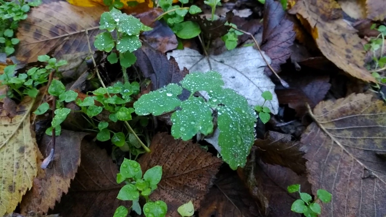 白屈菜的叶子，雨滴在风中摇曳视频素材