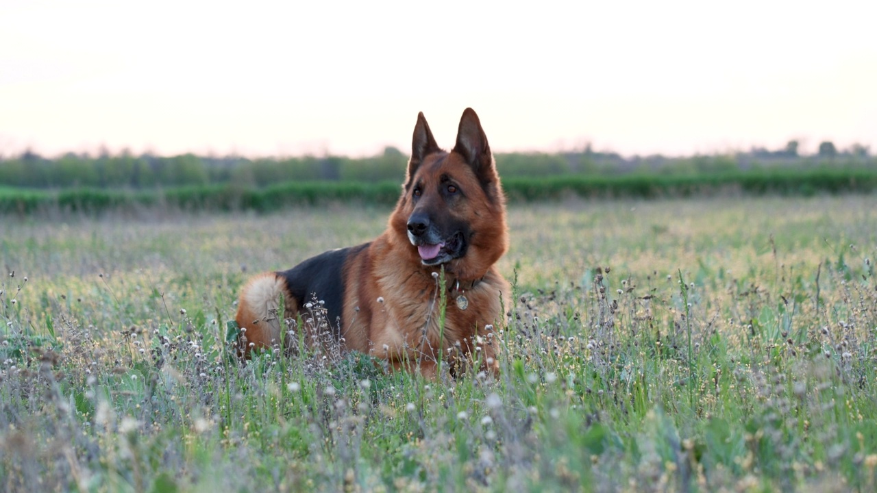 纯种德国牧羊犬在草地上休息。春天的心情，家畜在户外玩耍，盯着镜头视频素材