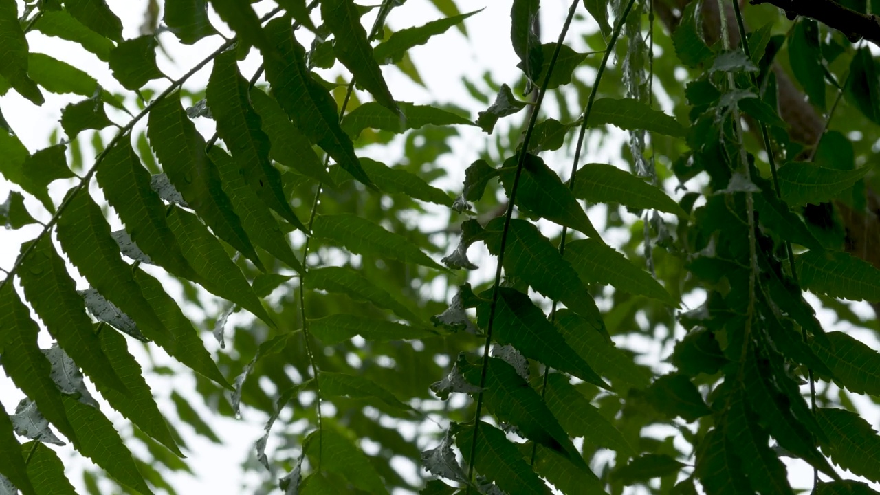 绿叶上云雨天空背景视频素材