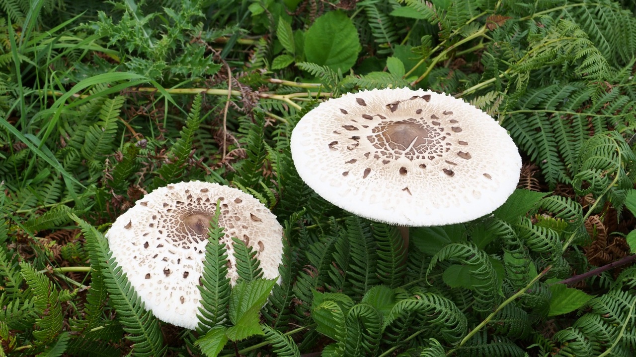 伞菇，Lepiota procera上的圣凯瑟琳在怀特岛，英国。视频素材