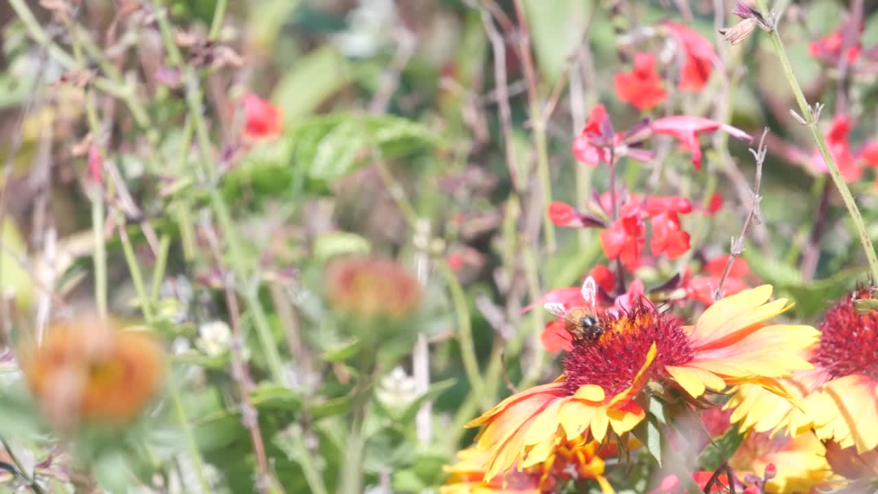 蜜蜂在野花上。蜜蜂、草甸植物、花园野花授粉视频素材
