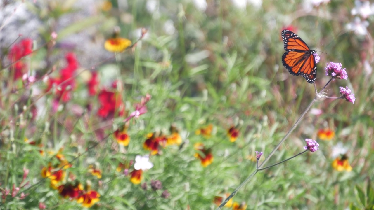 帝王蝶在野花上，野花盛开，花园，草地或春草上视频素材