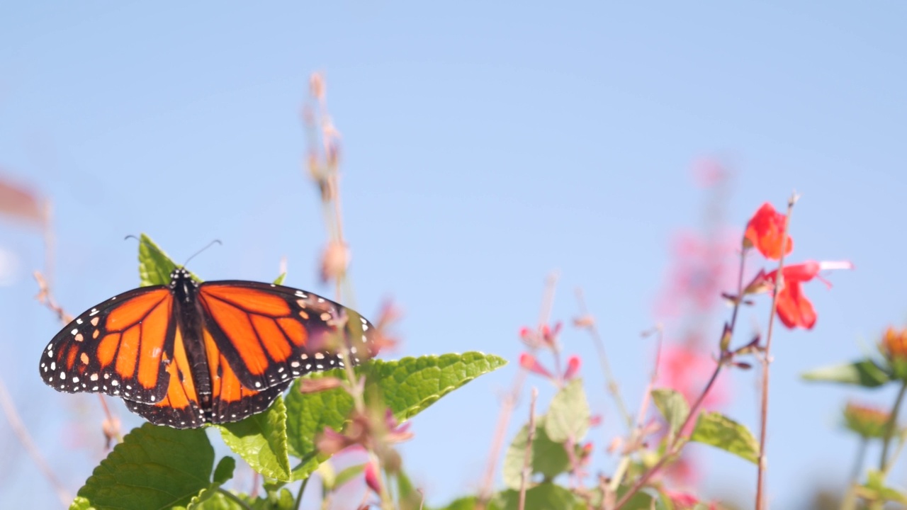 帝王蝶在野花上，野花盛开，花园或草地上，春天的天空视频素材