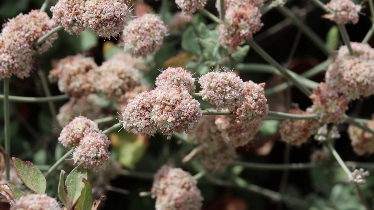 Eriogonum Cinereum Bloom -文图拉海岸071322视频素材