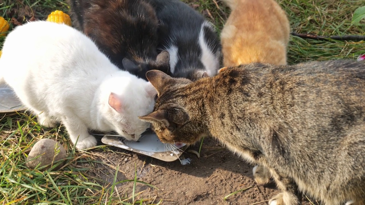 无家可归的猫特写。许多野猫喝牛奶视频素材