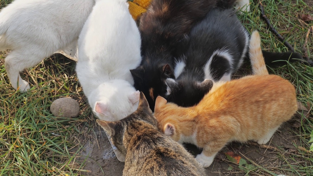 无家可归的猫特写。许多野猫喝牛奶视频素材