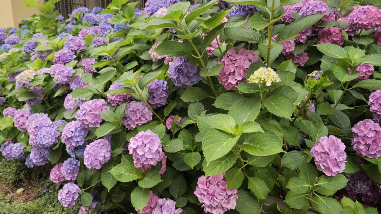 街道上的绣球花或霍藤花视频素材