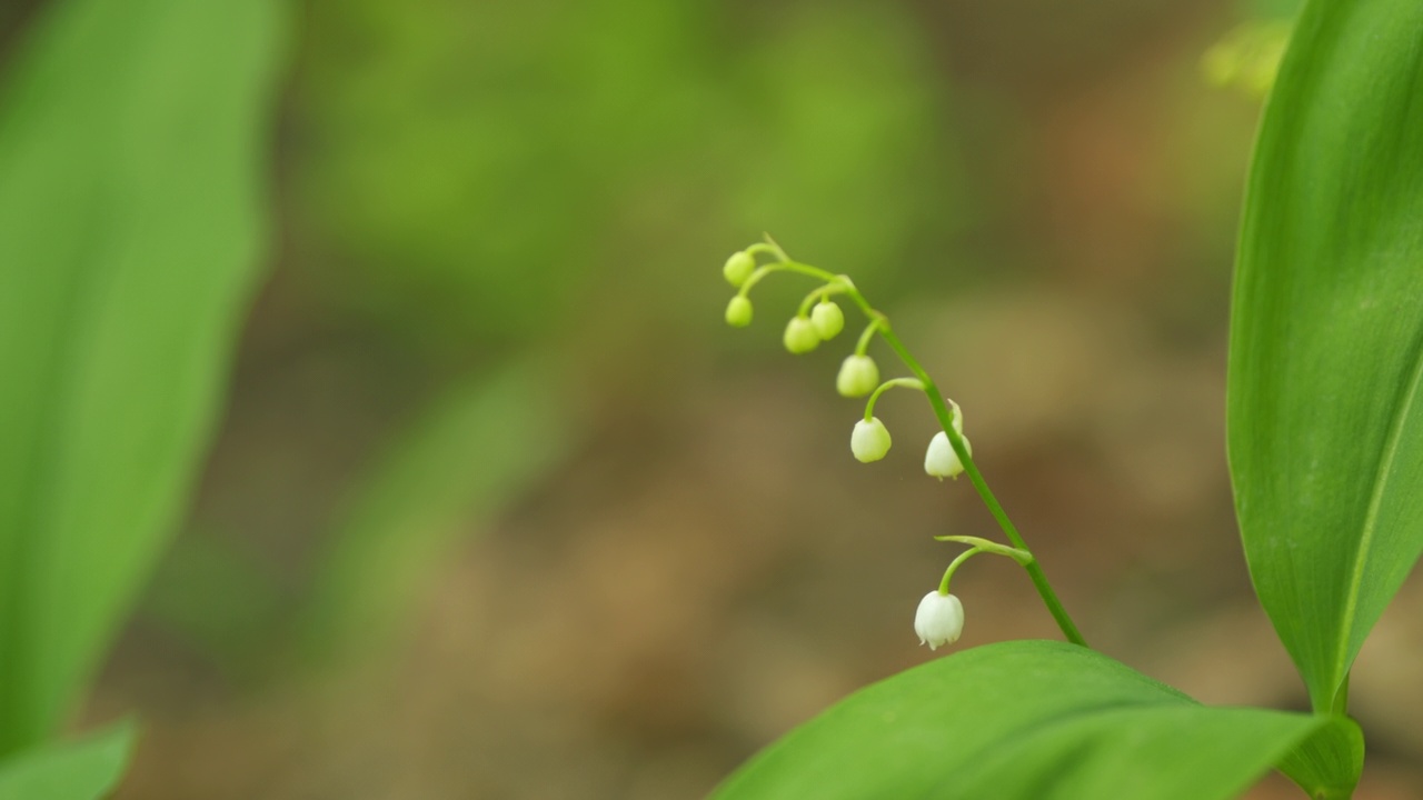 森林铃兰。花园背景中温柔的年轻的白百合。关闭了。视频素材