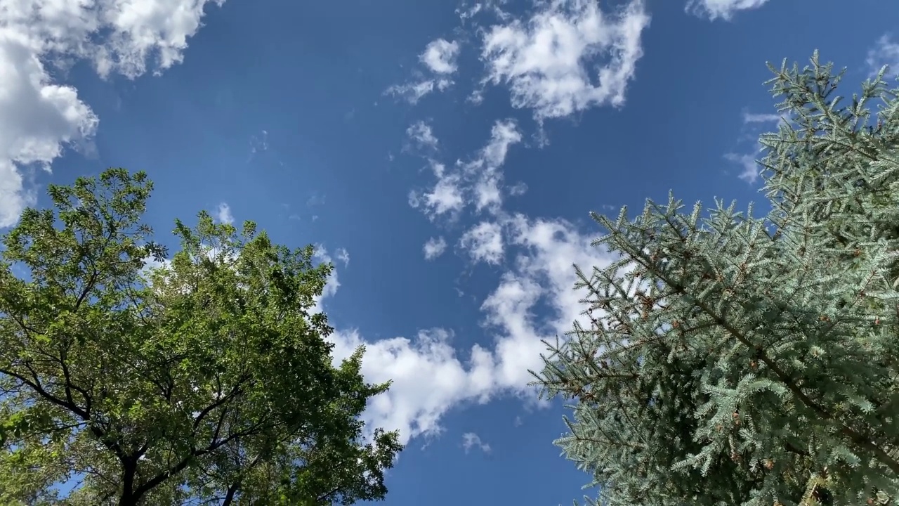 运动微风自然树木吹天气田野蓝天有风晴天春风视频树叶后院背景云微风背景视频素材