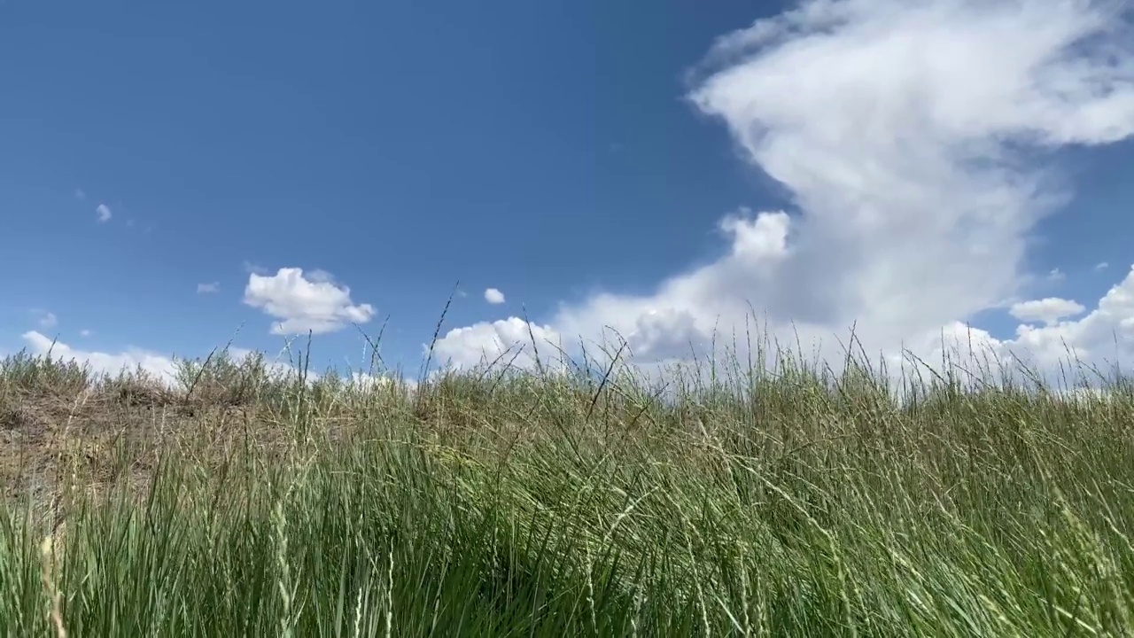 多云的吹草有风的晴天春风自然田野风高草地杂草流动视频树叶天气草背景宁静微风背景视频素材