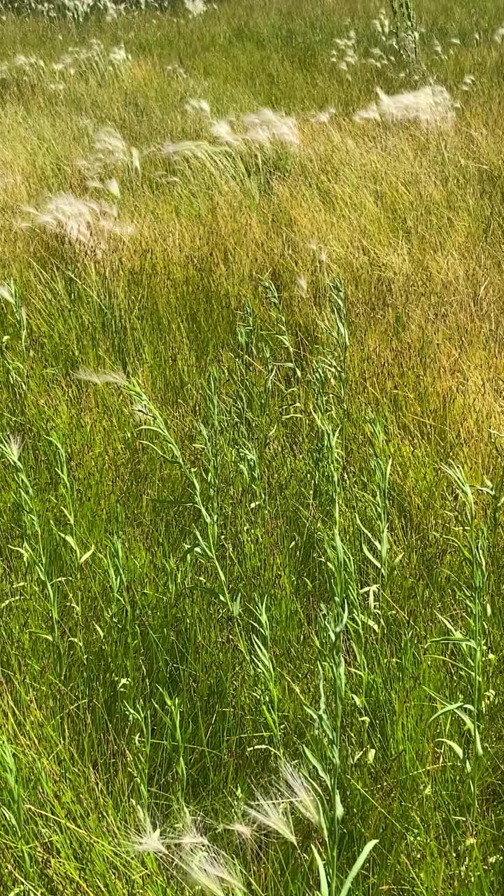 有风的晴天夏天微风自然田野风高吹海滩草草地杂草流动视频树叶草背景宁静微风垂直背景视频素材