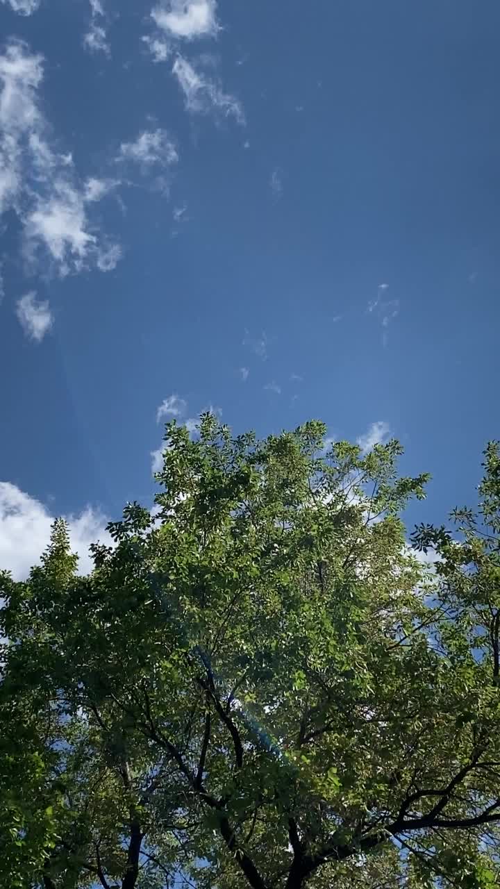 后院树木运动微风自然吹天气田野蓝天有风晴天春风视频树叶背景云微风垂直背景视频素材