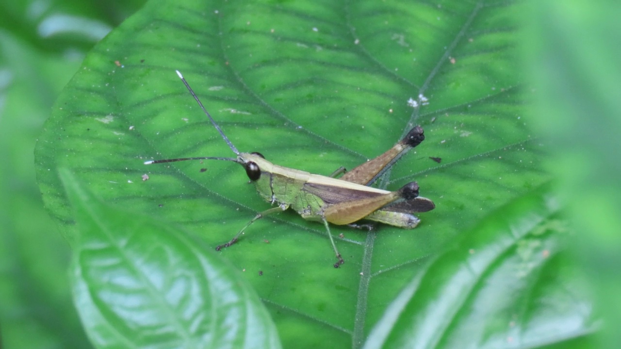 Grasshoper在叶视频素材