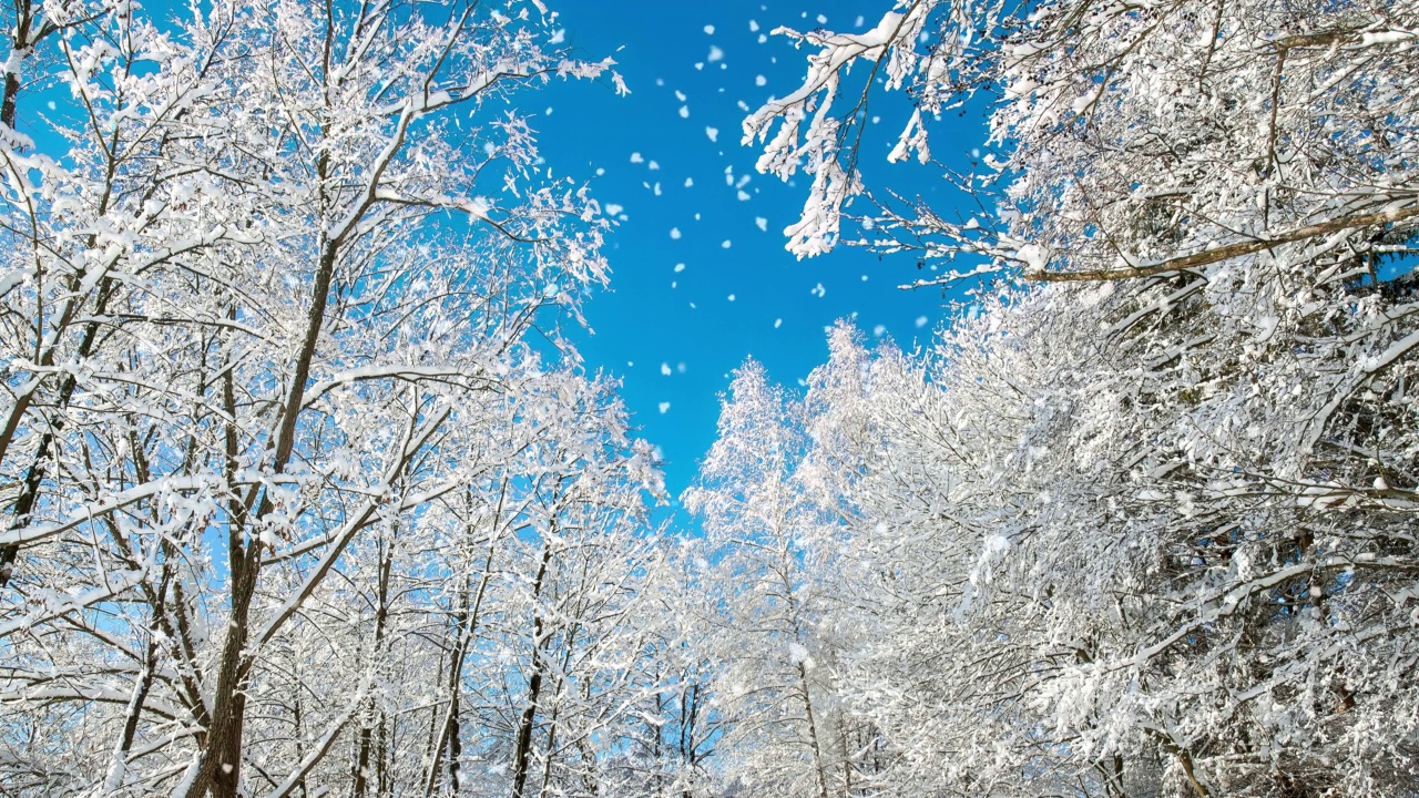 树与雪，蓝天与雪花的电影摄影视频素材