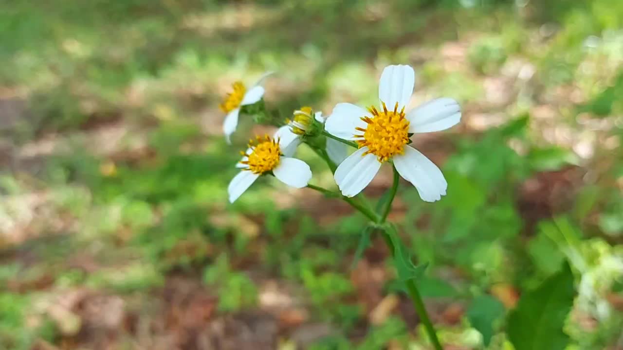 白色花朵在风中移动的特写视频素材