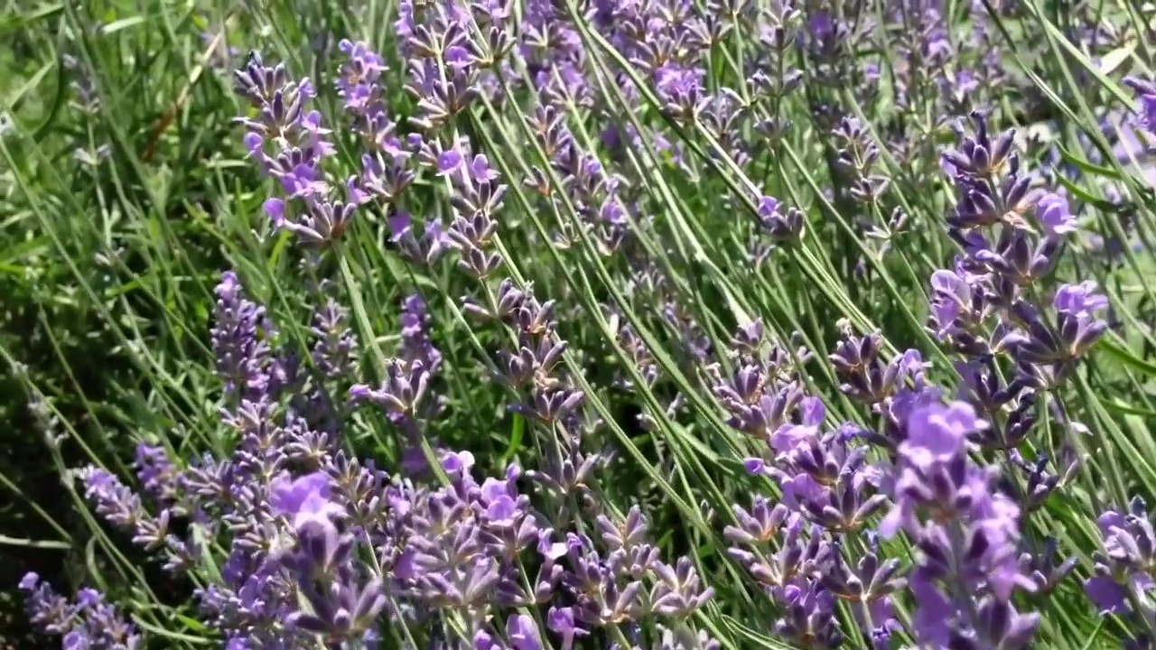 一丛丛紫色的薰衣草花生长在茂盛的绿色草地上视频素材