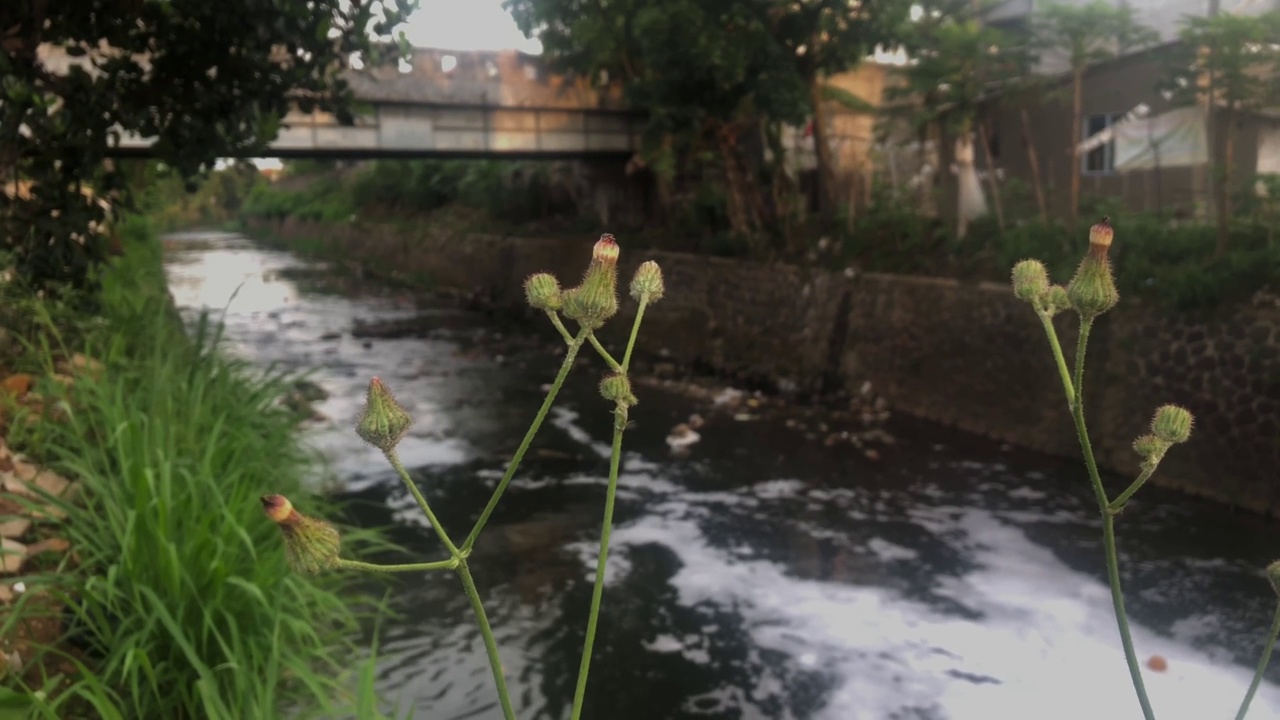 河边的蒲公英视频下载