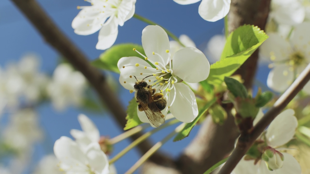 蜜蜂为樱桃花授粉视频下载