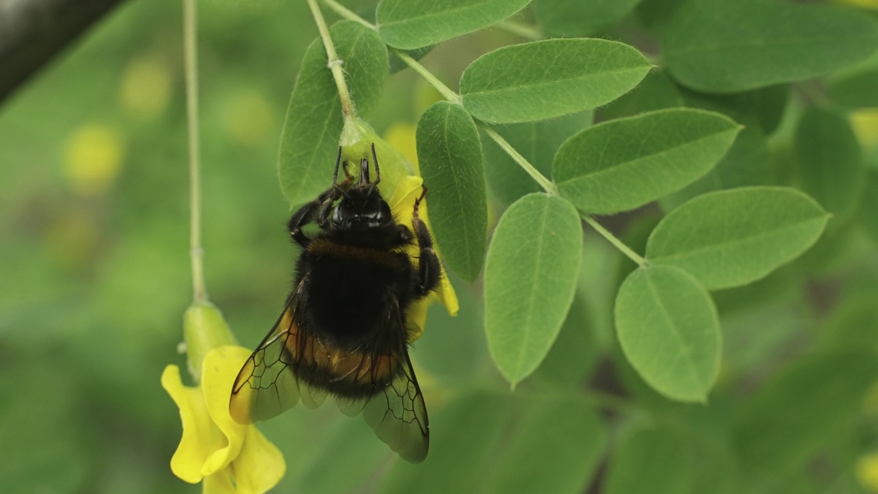 大黄蜂在黄花上吃花蜜视频下载