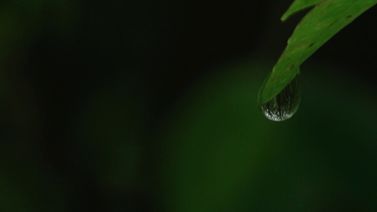 叶子上的水滴视频素材