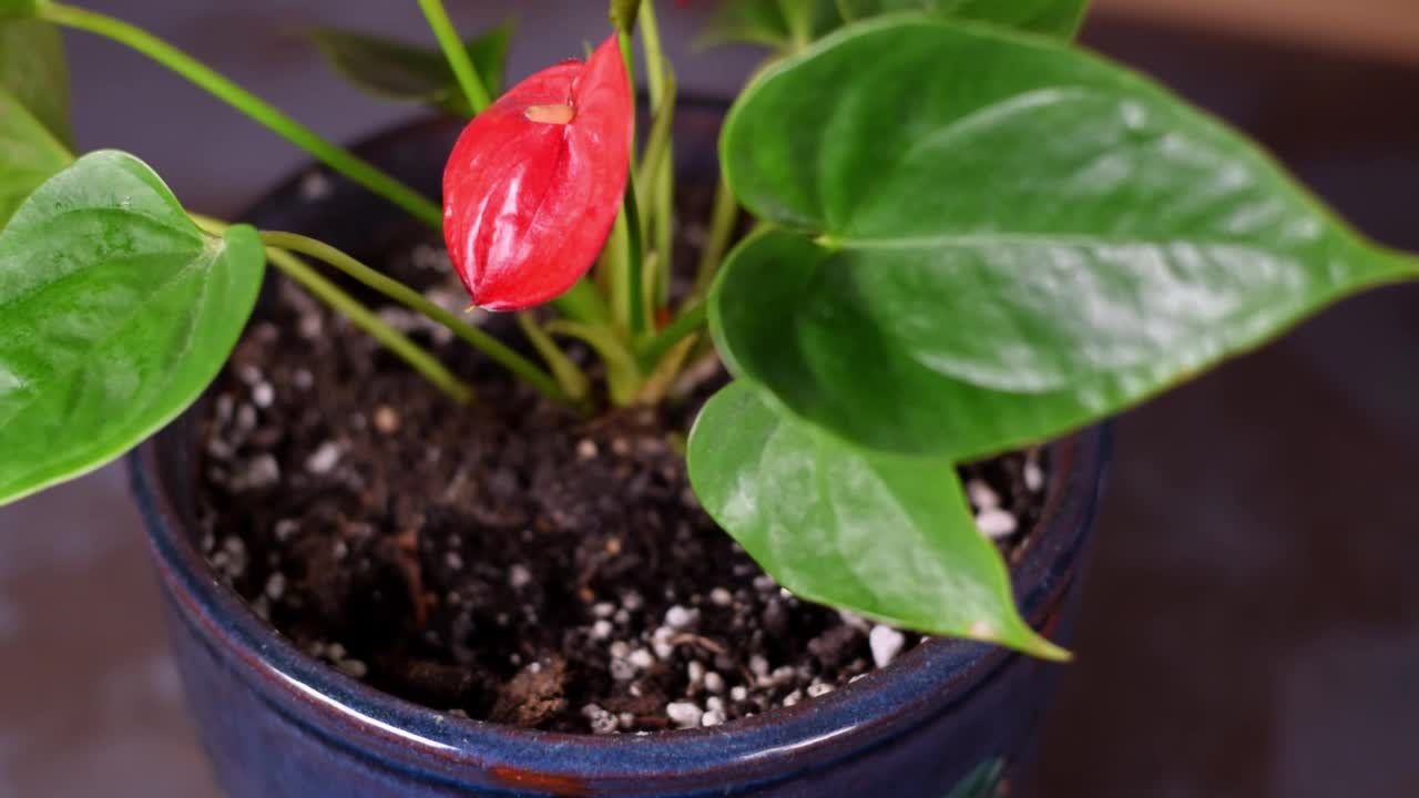 用海绵清洁红掌室内植物叶子视频下载