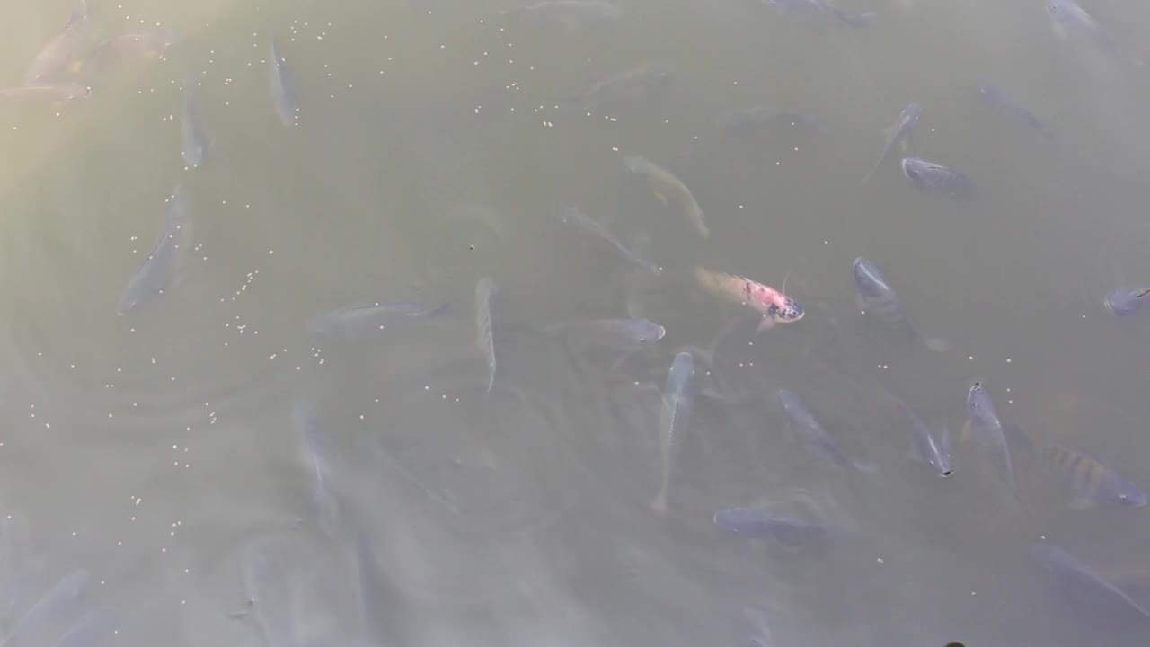 池塘里的罗非鱼正在聚集觅食。视频下载