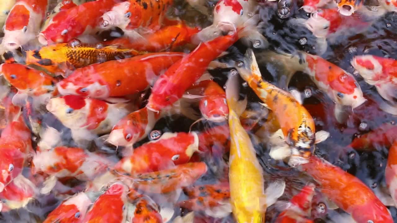 鲤鱼或锦鲤成群结队地觅食。视频下载