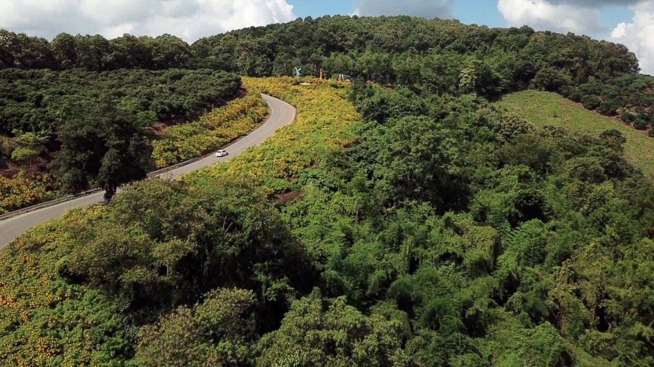 汽车行驶在陡峭的道路上，美丽的墨西哥花盛开在Doi Pae Luang，这是泰国清莱省Phaya Mengrai区的标志性景点。视频素材