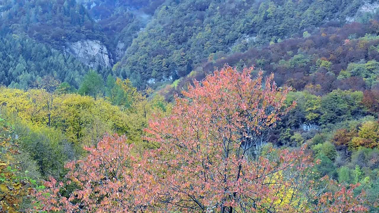 风吹动了山上秋天的树木视频素材