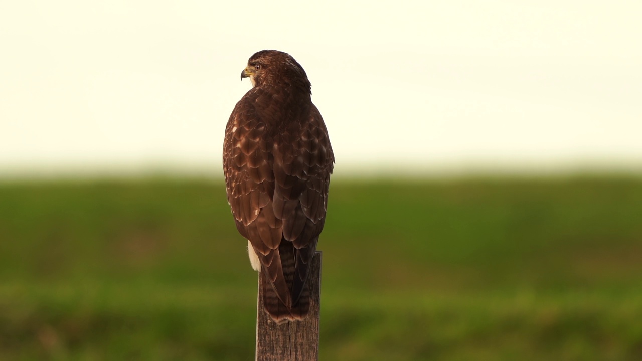 一只秃鹰(Buteo Buteo)四处张望视频素材