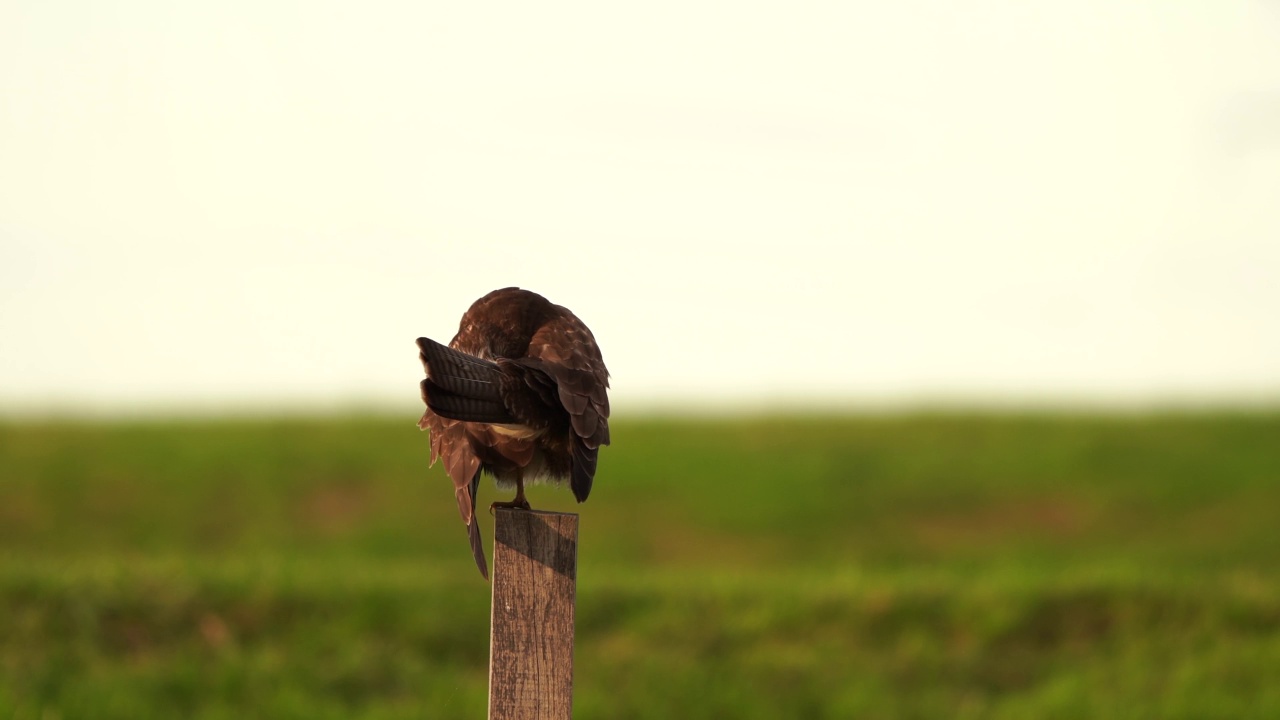 一只秃鹰(Buteo Buteo)在擦拭羽毛视频素材